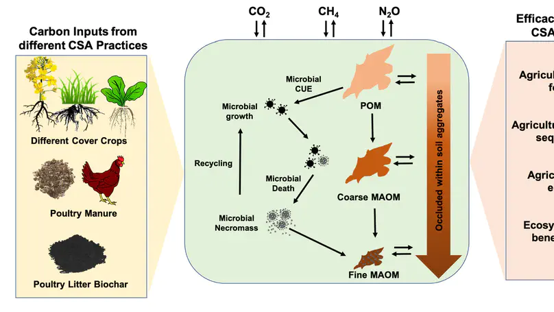 Measuring & modeling agricultural carbon sequestration through a microbial lens